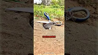 The Ending Is Shocking 