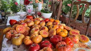 Я бы эти томаты даже есть бы не стала