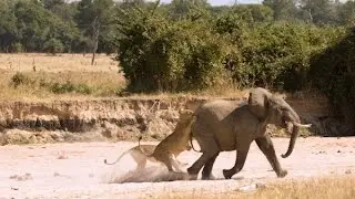 Lion Pride Attempts to Hunt Elephant