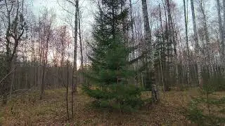 Осенний лес. ч.11. Октябрь 2024