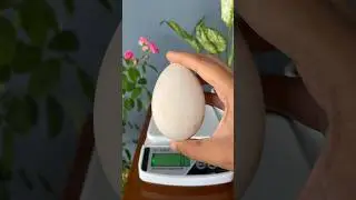 Unbelievable Goose Egg Size! 🥚🦢  #shorts #gooseegg #eggs #hugeegg #huge