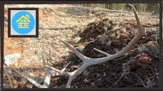 First Brown Elk Sheds 2021