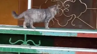 Кошка на улице
