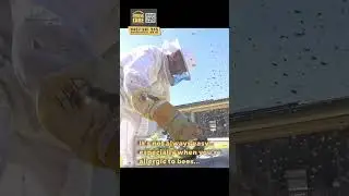 31st Bee hive safely relocated this 2026 Season in Adelaide SA By House Care in Tea Tree Gully SA