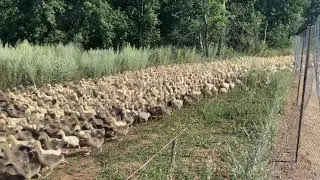 Загон гусят
