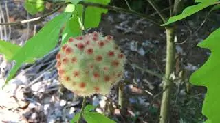 2020.06.02 Wool-Sower Gall Wasp Gall on White Oak (Quercus Alba)