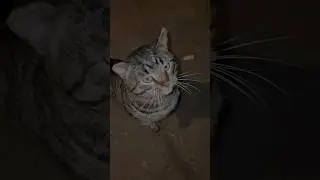 Почему мой кот не ловит мышей?. 
