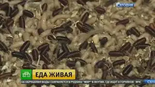 Швейцарские котлеты с червями