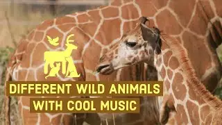 Different Wild Animals with Cool Music