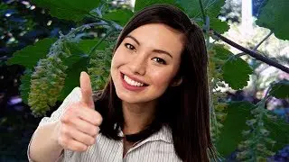 Zarzaparrilla Como Tomarla 👋 Zarzaparrilla Para Acne