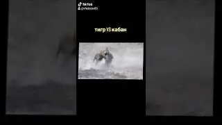 Желтый тигр