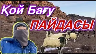 Қошқар қосу. Қой бағудың пайдасы!