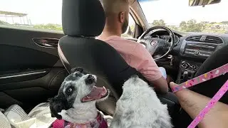 ESTOU SUMIDA SENDO MÃE DE PETs, logo apareço 🙏🏻❤️