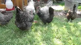 Chickens eating watermelon in my backyard