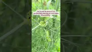 Why You Should Let Black Swallowtail Caterpillars Eat Your Dill #shorts #dill #butterflies