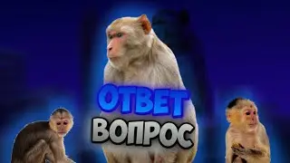 Ответы на вопросы + озвучка lukianssa