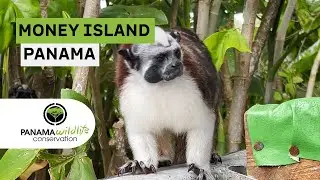 VISIT TO MONKEY ISLAND PANAMA CANAL