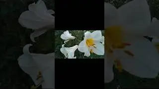 Семь цветов Богородицы #сад