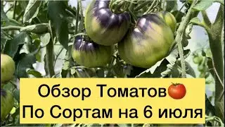 ОБЗОР ТОМАТОВ 🍅ПО СОРТАМ НА 6 ИЮЛЯ.ВЕРШИНКА НА ОДНОМ СОРТЕ.