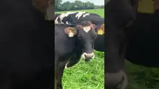 50 Top Class Heifers – 500+ kgms Early Calving 9% Solids Ai Sired 🇮🇪