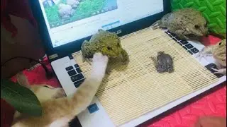 Incredible frog protect they’re baby cute mini frog 🐸, funny frog frog sounds