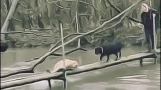 Чёрный Пёсель спешит на помощь