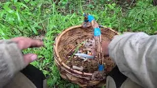 грибов будет  завались