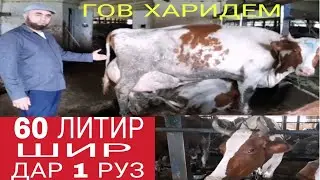 60 ЛИТИР ШИР ДАР 1 РУЗ. ГОВ ХАРИДЕМ!!