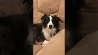 Doggy love