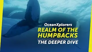 OceanXplorers: Realm of the Humpbacks - The Deeper Dive