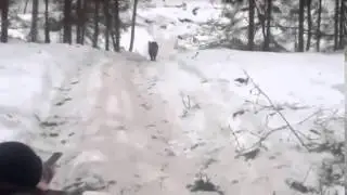 Прикол  Охота на кабана