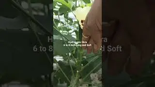 Hydroponic Okra 