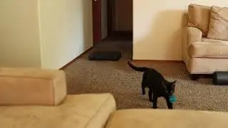 Chausie Cat Plays Fetch!
