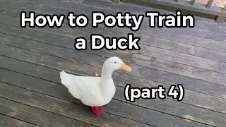 How to Potty Train a Duck