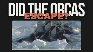 Orcas Trapped in Ice in Japan: What Happened to Them?