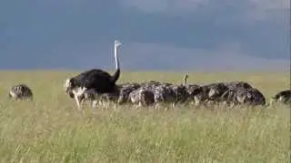 Father Ostrich with little ostriches - Masai Mara - Near Matira Bush Camp - Part 1