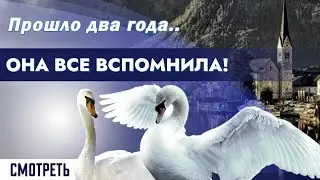 Пара молодых лебедей приплыли в гости, 4k