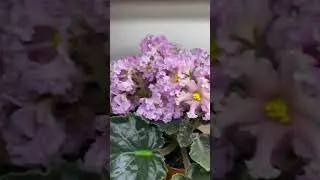 Цветущие фиалки в июне