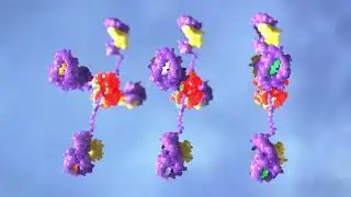 Demonstrating the Process of MHC Tetramer Creation | Biotech Animation