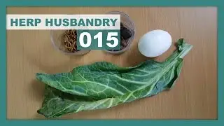 How to Make Blue Tongue Skink Food | Tiliqua Diet
