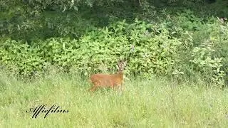 Roe Deer filmed in 4K with Lumix FZ82