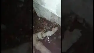 На червей и плесень в грязном подвале жалуются жители дома в Бердске