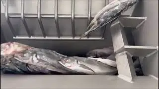 Frozen fish blocks