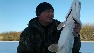 УХ ТЫ ! Хороши зубастые! Крупные щуки забились под берег. И я их нашёл!!!