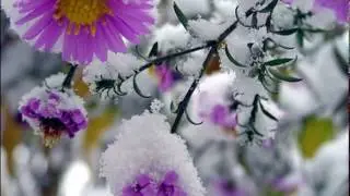 Хризантемы (Н. Харито, В. Шумский)