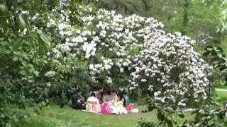 Плантация ИЗАБЕЛЛЫ // ISABELLA Plantation