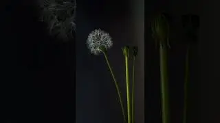 Одуванчики ручной работы. Оттачиваю технику создания!