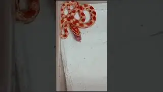 ,,Я люблю есть и это мне надо, другое не надо"