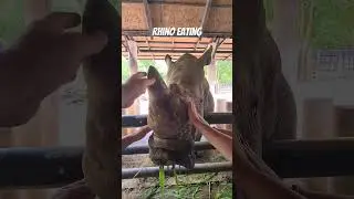 Rhino eating grass,Thailand
