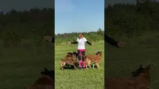 Мое трио 🐕🐕🐕🔥🔥🔥 #дрессировка #танцыссобаками #малинуа